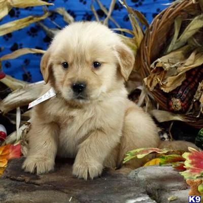 Golden Retriever Puppies for Sale