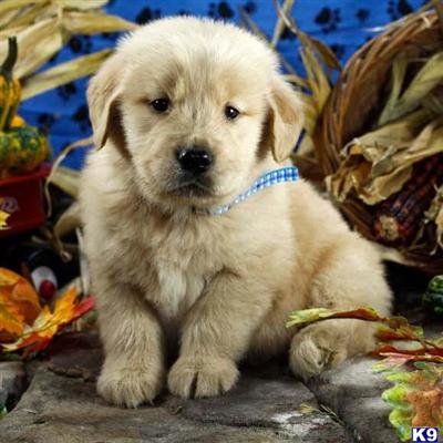 Golden Retriever Puppies for Sale