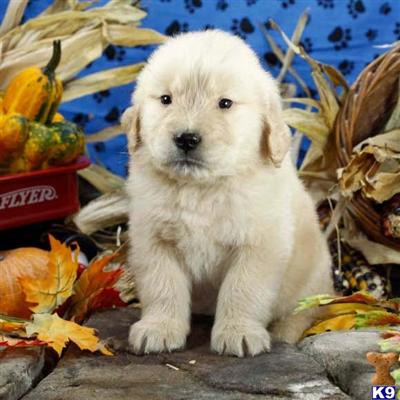 Golden Retriever Puppies for Sale