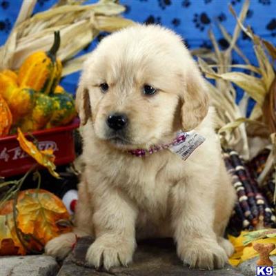 Golden Retriever Puppies for Sale