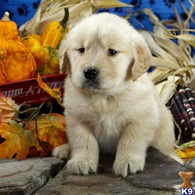 Golden Retriever Puppies for Sale