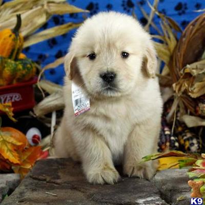 Golden Retriever Puppies for Sale