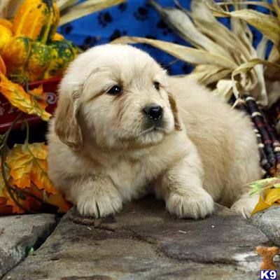 Golden Retriever Puppies for Sale