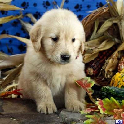 Golden Retriever Puppies for Sale