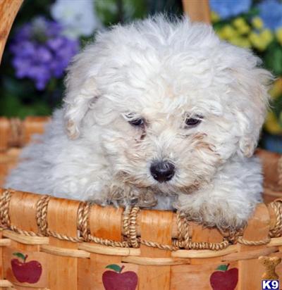 Bichon Frise Puppies for Sale