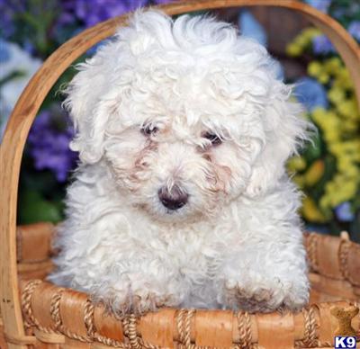 Bichon Frise Puppies for Sale