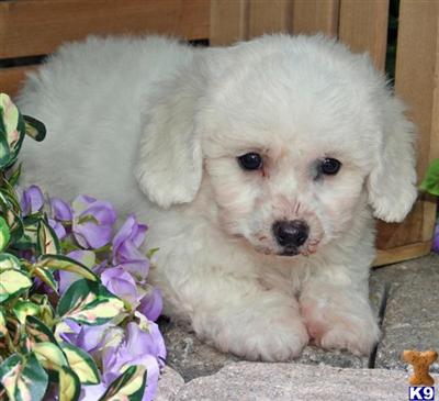 Bichon Frise Puppies for Sale