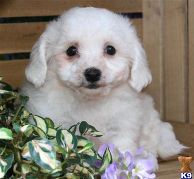 Bichon Frise Puppies for Sale