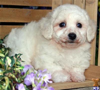 Bichon Frise Puppies for Sale