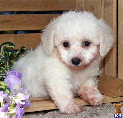 Bichon Frise Puppies for Sale