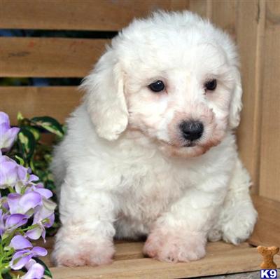 Bichon Frise Puppies for Sale