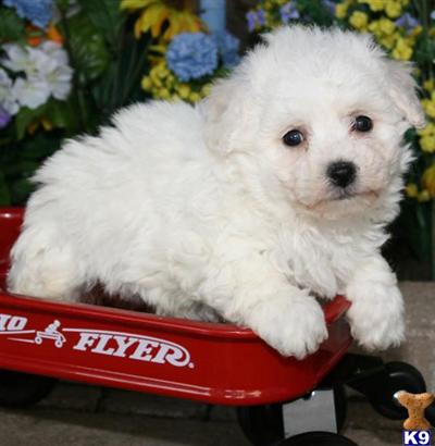 Bichon Frise Puppies for Sale