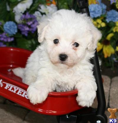 Bichon Frise Puppies for Sale