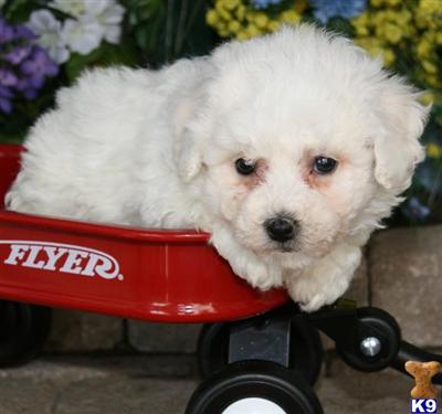 Bichon Frise Puppies for Sale