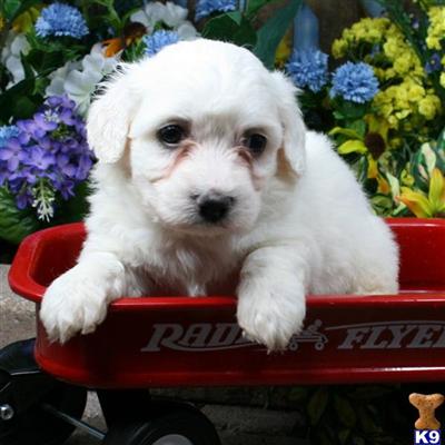 Bichon Frise Puppies for Sale