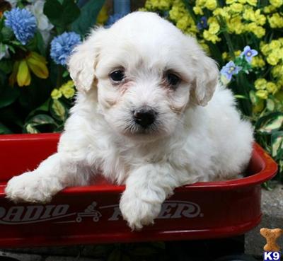 Bichon Frise Puppies for Sale