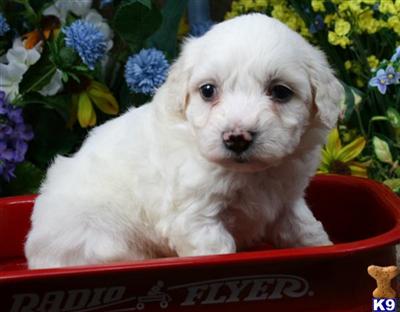 Bichon Frise Puppies for Sale