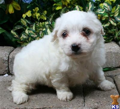 Bichon Frise Puppies for Sale