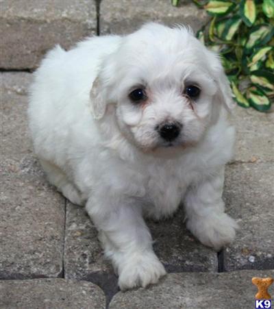 Bichon Frise Puppies for Sale