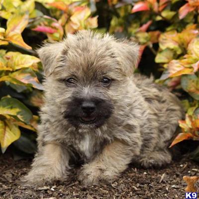 Cairn Terrier Puppies for Sale