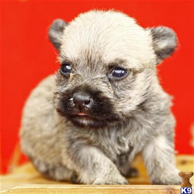Cairn Terrier Puppies for Sale