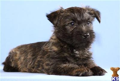 Cairn Terrier Puppies for Sale