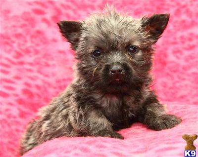 Cairn Terrier Puppies for Sale