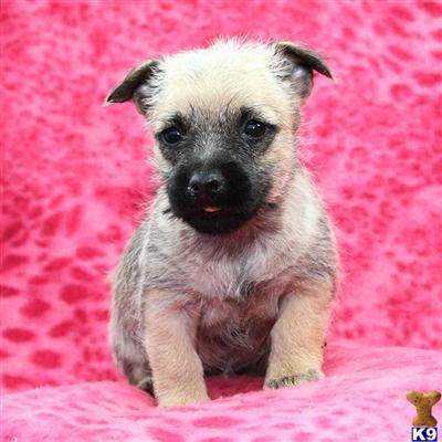 Cairn Terrier Puppies for Sale