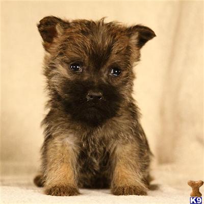 Cairn Terrier Puppies for Sale