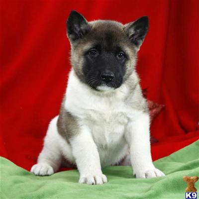 Akita Puppies for Sale