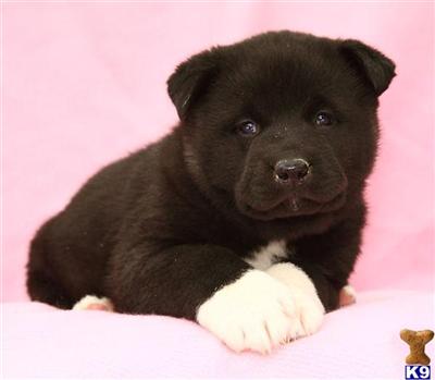 Akita Puppies for Sale
