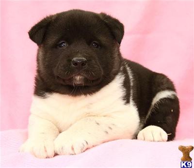 Akita Puppies for Sale
