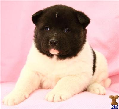 Akita Puppies for Sale