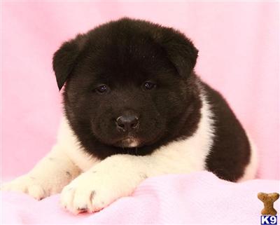 Akita Puppies for Sale