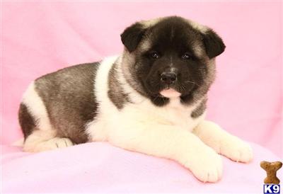 Akita Puppies for Sale