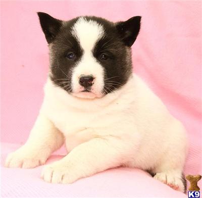 Akita Puppies for Sale