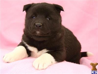 Akita Puppies for Sale