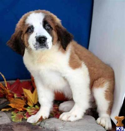 Saint Bernard Puppies for Sale