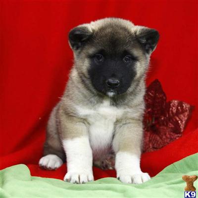 Akita Puppies for Sale