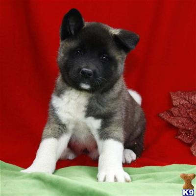 Akita Puppies for Sale