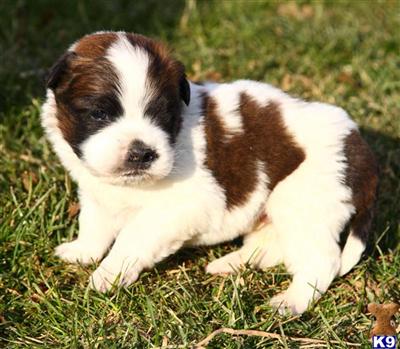 Saint Bernard Puppies for Sale