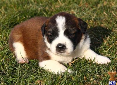 Saint Bernard Puppies for Sale