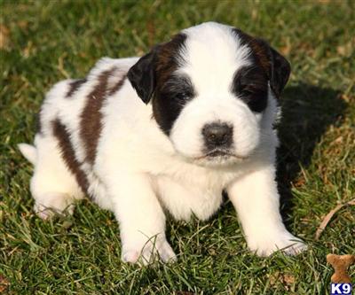 Saint Bernard Puppies for Sale