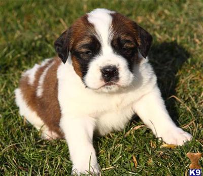 Saint Bernard Puppies for Sale