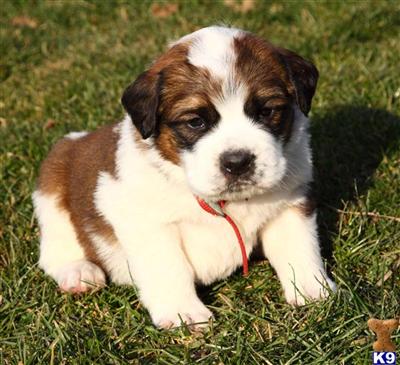Saint Bernard Puppies for Sale