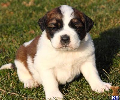 Saint Bernard Puppies for Sale