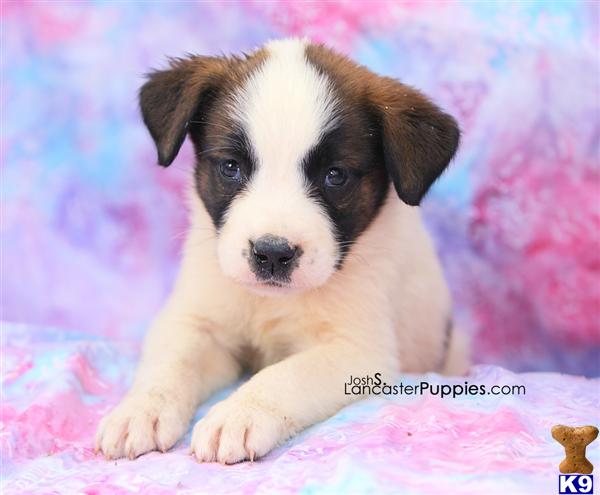 Saint Bernard Puppies