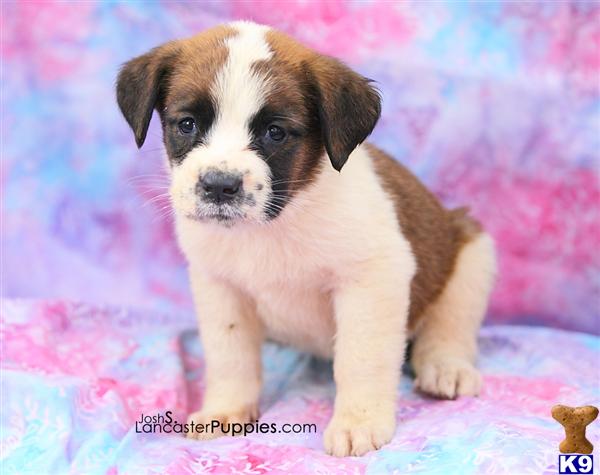 Saint Bernard Puppies