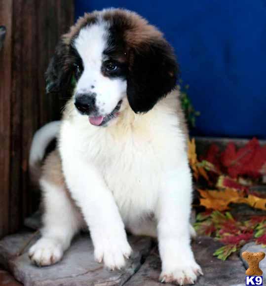 Saint Bernard Puppies