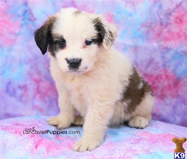 Saint Bernard Puppies